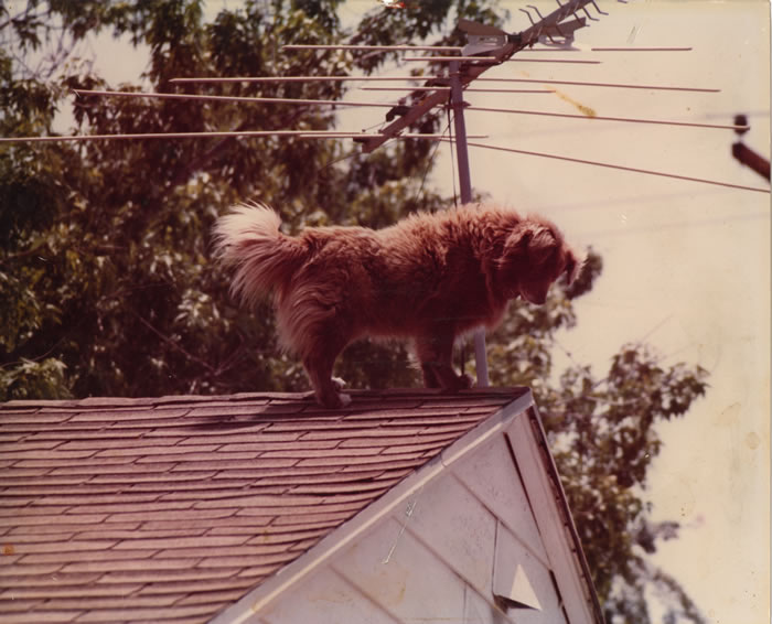 DOG ON THE ROOF GROUP MEETING OF ALCOHOLICS ANONYMOUS